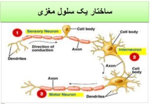 ساختار یک سلول مغزی